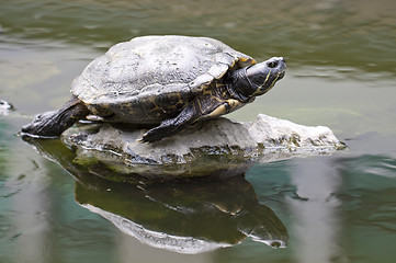 Image showing Tortoise on stone