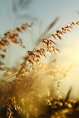 Image showing Grasses at sunset time