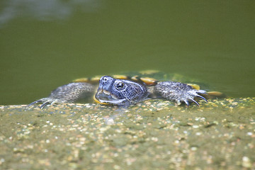 Image showing Tortoise in water