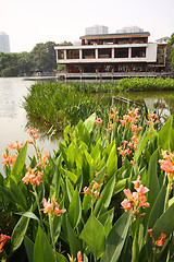 Image showing Flowers in garden