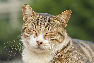 Image showing Sleeping cat, close-up shot.