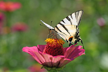 Image showing garden