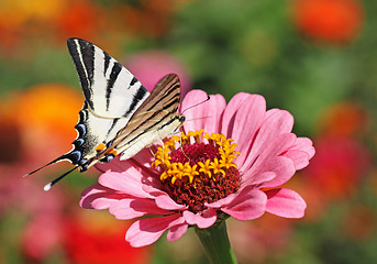 Image showing butterfly on flower