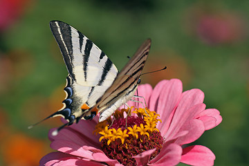 Image showing butterfly  Scarce Swallowtail 