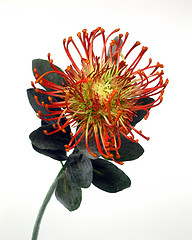 Image showing Red Protea