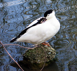 Image showing Sleepy duck. Nicosia. Cyprus