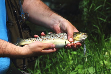 Image showing beautiful trout