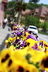 Image showing city pansies