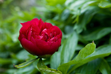 Image showing Budding Red Flower