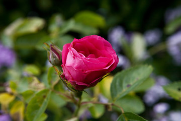 Image showing A Red Rose