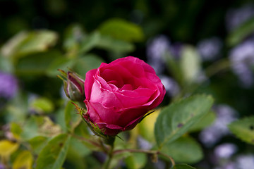 Image showing A Red Rose