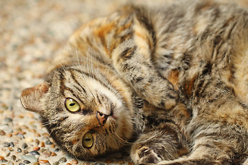 Image showing A curious cat close-up.