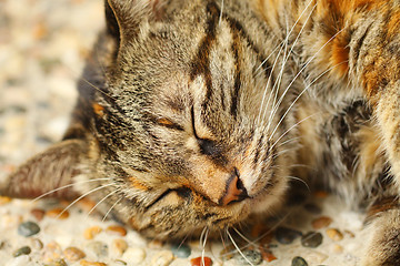 Image showing Sleeping cat