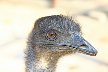 Image showing Ostrich head