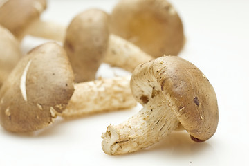 Image showing Fresh shiitake mushroom on white background 