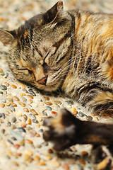 Image showing Sleeping cat