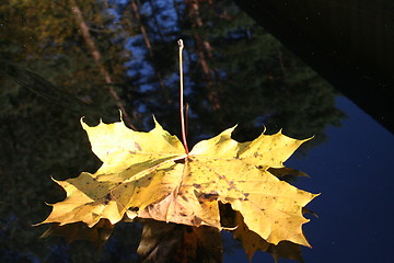 Image showing Leaf with reflection