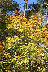 Image showing October-colours in Sweden