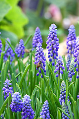 Image showing Grape hyacinth in spring 