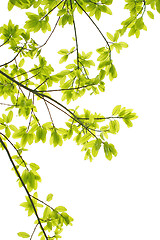 Image showing Green leaves background