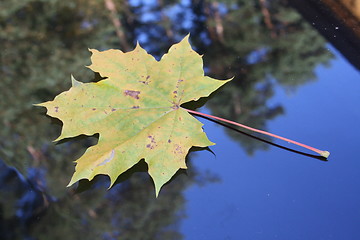 Image showing Leaf in October with autumn-colours