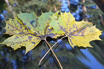 Image showing Two leaves with autumn-colours