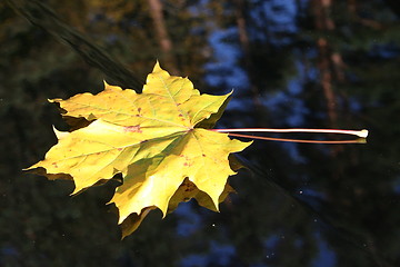 Image showing Yellow leaf