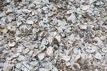 Image showing Oyster shells on the ground