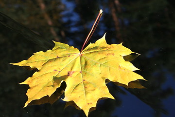 Image showing Autumn leaf