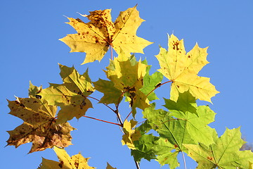 Image showing Leaves against  the blue sky