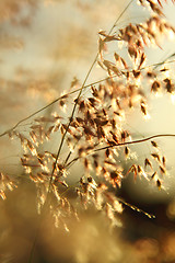 Image showing Grasses in gold light in summer time