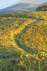 Image showing Mountain path