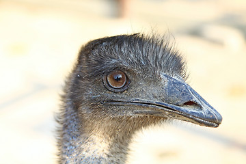 Image showing Ostrich head