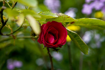 Image showing A Red Rose