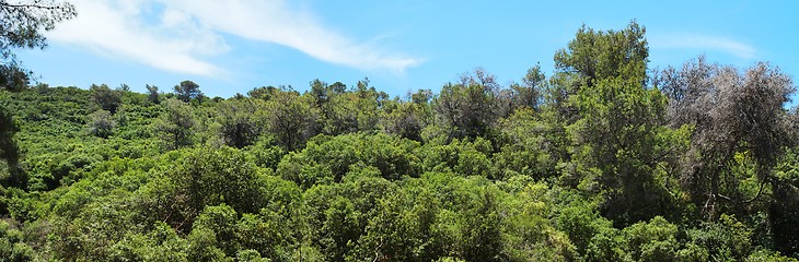 Image showing Green hill covered with bushes and trees