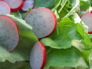 Image showing Green salad with radish