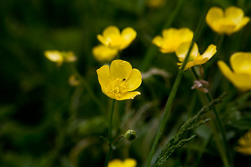 Image showing Golden Buttercup