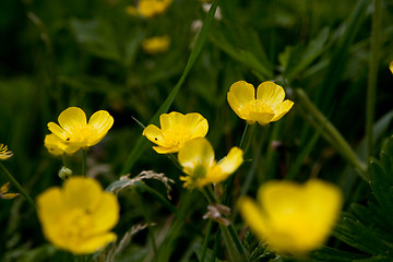 Image showing Golden Buttercup