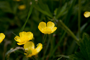 Image showing Golden Buttercup