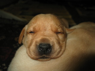 Image showing Sleeping puppy