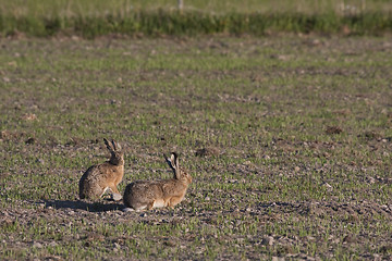 Image showing hares