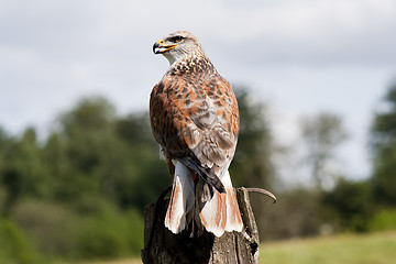 Image showing buzzard