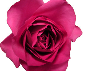 Image showing Isolated red rose