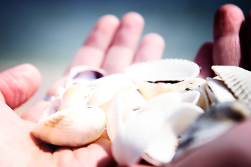 Image showing Scallop