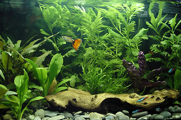 Image showing Tropical freshwater aquarium