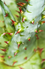 Image showing Cap Aloe with thorns