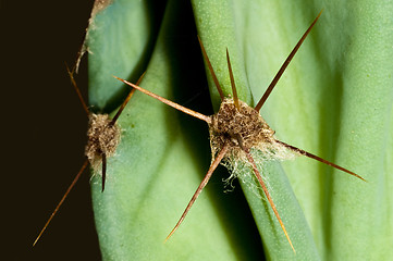 Image showing cactus with thorns