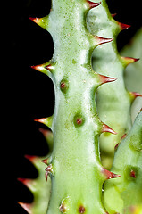 Image showing Cap Aloe with thorns