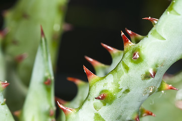 Image showing Cap Aloe with thorns