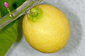 Image showing citron at a tree